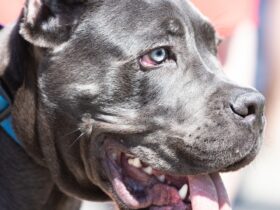 short-coated gray dog